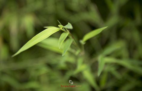 逍遥小神农(道观养成)